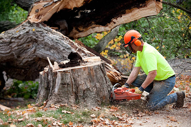 Salem, MO Tree Services Company